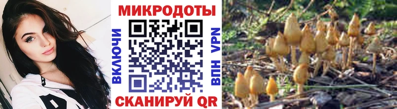 как найти мега ССЫЛКА Псилоцибиновые грибы Psilocybine cubensis Новотитаровская